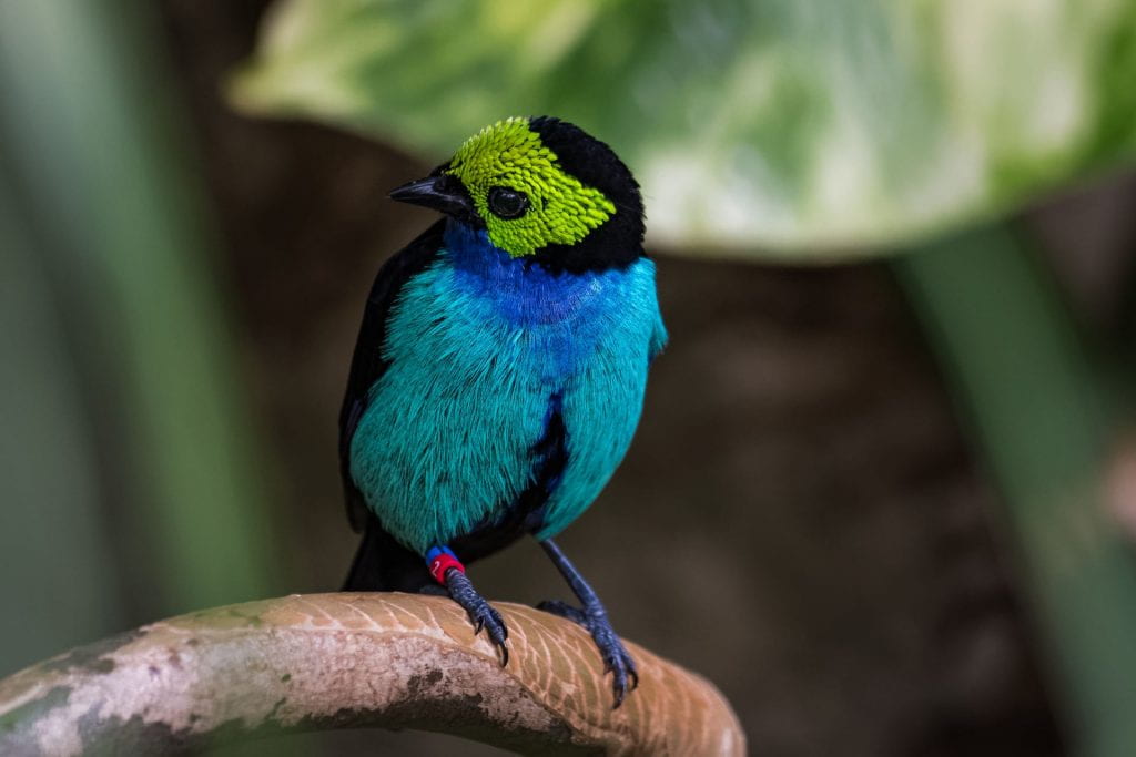 A photograph of a brightly colored, small bird sitting on a branch.